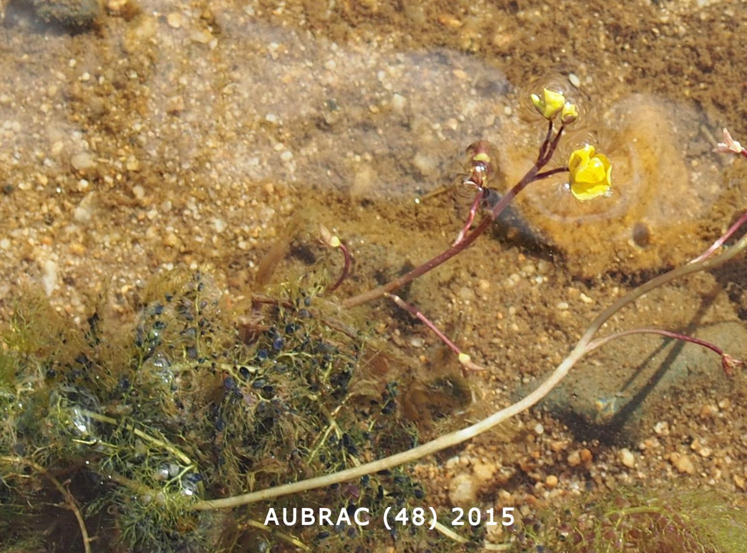 Bladderwort, Greater